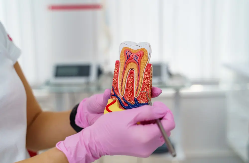 Endodoncia en Tenerife Sur 1 - Clínica Bajo Endodontics in Tenerife South to eliminate dental infections and preserve the natural tooth at Clínica Bajo, Los Cristianos